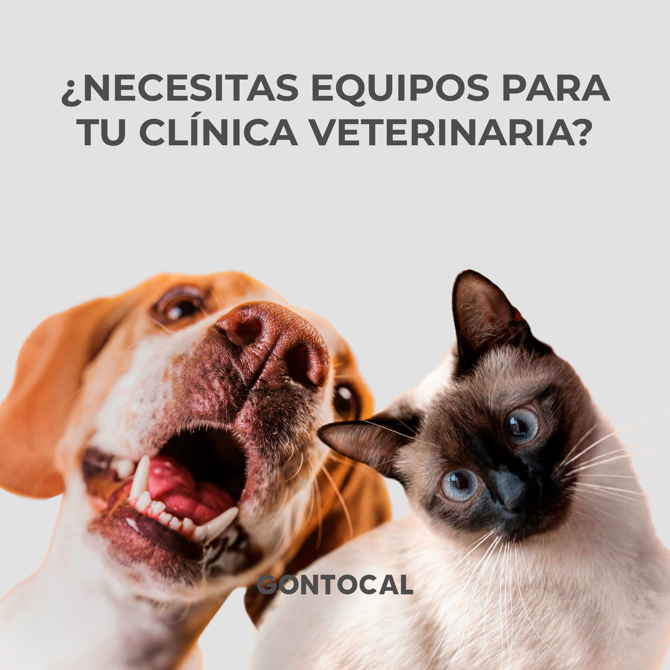 Veterinaria
